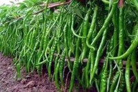বিদেশে-যাচ্ছে-জামালপুরের-কাঁচামরিচ