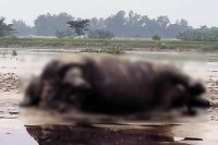 নদের-স্রোতে-ভেসে-এলো-মৃত-গন্ডার,-হাড়গোড়-যাবে-জাদুঘরে
