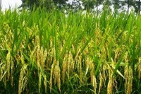 নতুন-আরো-তিন-জাতের-ধান-উদ্ভাবন-করেছে-ব্রি