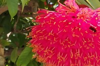 নাটোরের-উত্তরা-গণভবনে-মুগ্ধতা-ছড়াচ্ছে-পারিজাত-ফুল