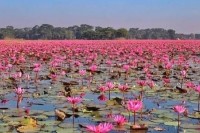 বরিশালে-মুগ্ধতা-ছড়াচ্ছে-নয়নাভিরাম-লাল-শাপলার-বিল