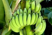 গর্ভাবস্থায়-কাঁচা-কলা-খাওয়া-কি-নিরাপদ?