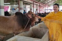 ১-থেকে-৬০-গরু-:-ঝালকাঠির-সফল-নারী-উদ্যাক্তা-ফারিয়া