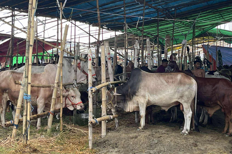 জমে ওঠেনি ৩০০ ফিটের গরুর হাট, ক্রেতার অপেক্ষায় ব্যবসায়ীরা