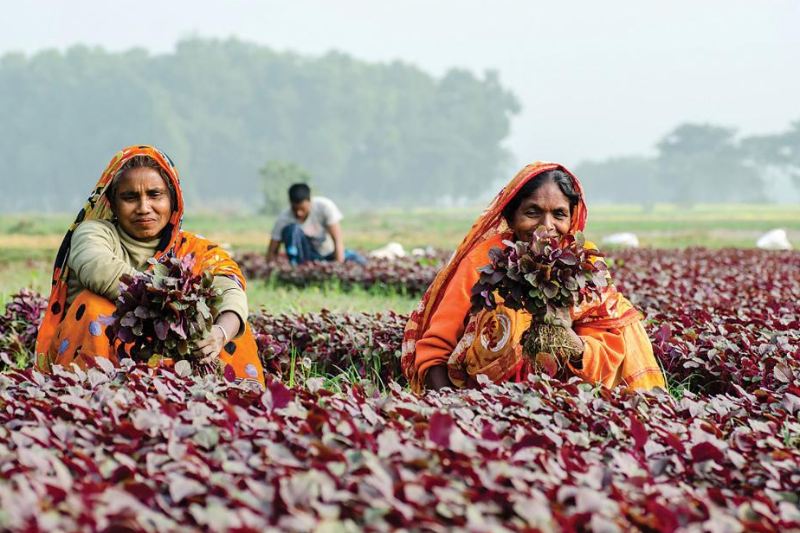 কৃষিতে নারীশ্রম, ফসলে চওড়া হাসি